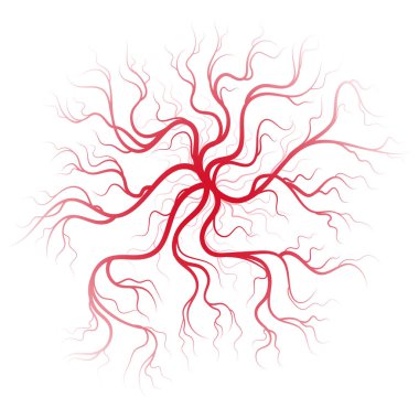 İnsan kan damarları