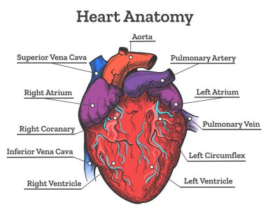Kalp anatomisi renkli kroki