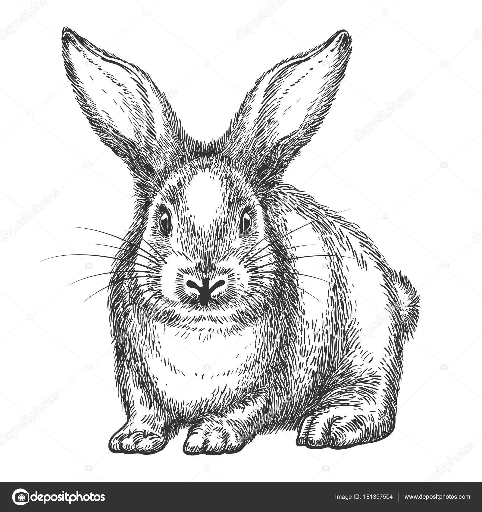 Vintage rabbit sketch Stock Vector Image by ©vectortatu 181397504