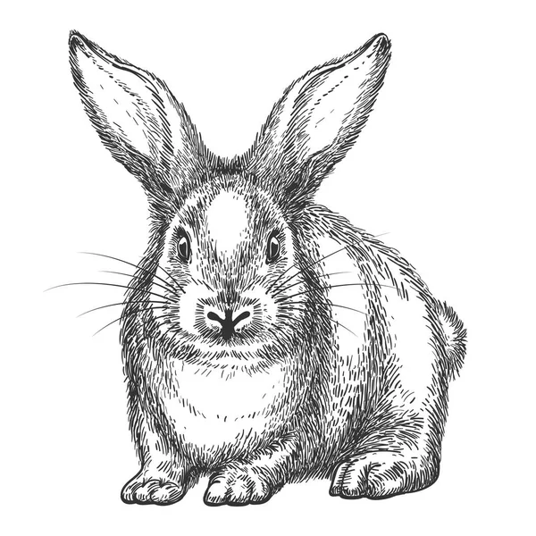 Урожай кролика ескіз — стоковий вектор
