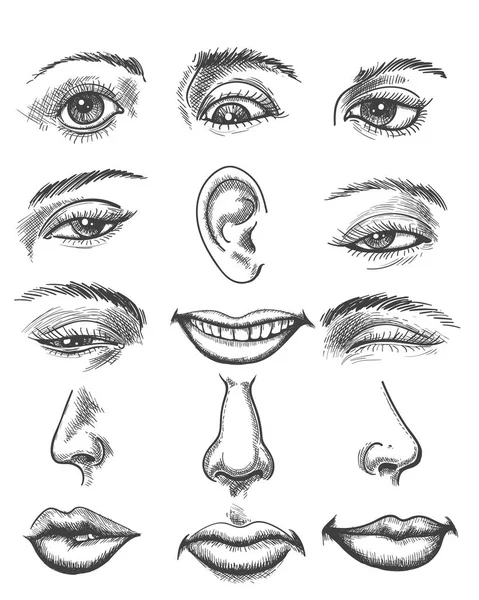 áˆ Blank Diagram Of The Nose Stock Illustrations Royalty Free Eyes Nose Lips Vectors Download On Depositphotos