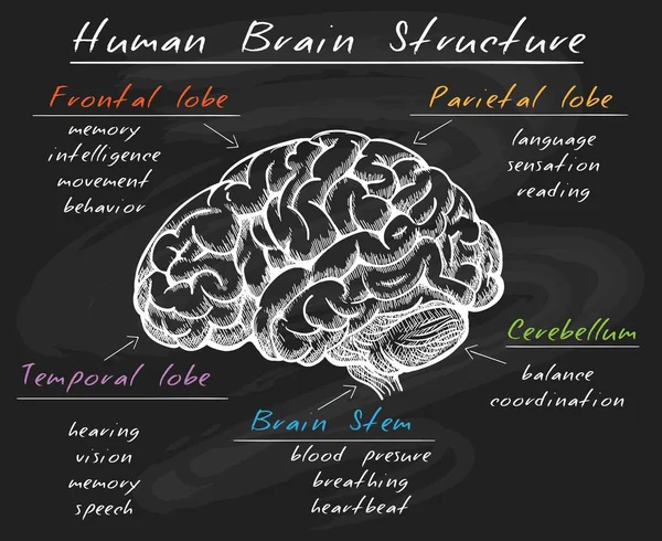 Βιολογία ανθρώπινος εγκέφαλος δομή στο πίνακα κιμωλίας — Διανυσματικό Αρχείο