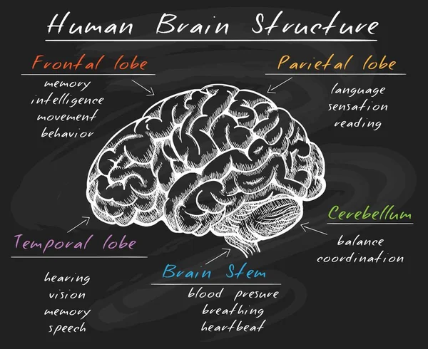 Struktura lidského mozku biologie na tabuli — Stockový vektor