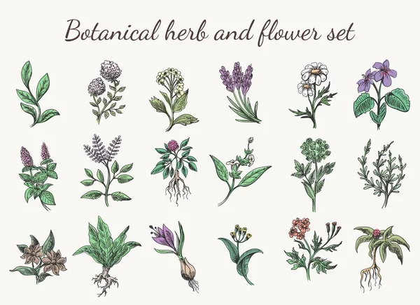 Vintage warna herbal dan bunga - Stok Vektor