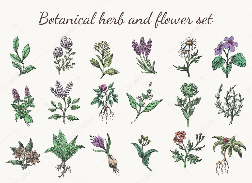 Vintage color herbs and flowers