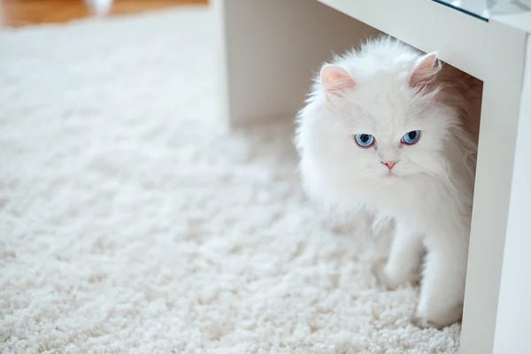 Gato blanco debajo de la mesa — Foto de Stock