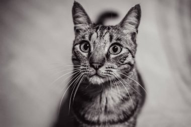 bir kedinin siyah beyaz portresi