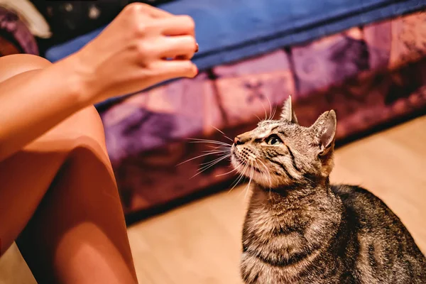 Dziewczyna, karmienia jej kot — Zdjęcie stockowe