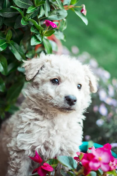 花のかわいい子犬 — ストック写真