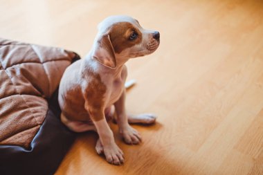 Yatakta oturmuş ve tarafına bakarak köpek yavrusu. Üzgün bakıyor