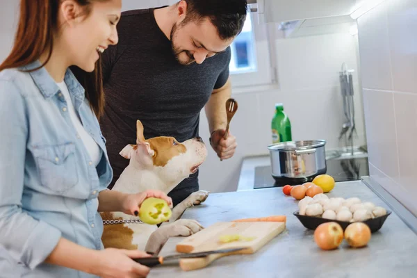 Dog standing up in the kitchen while couple is laughing — Stock Photo, Image