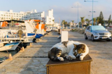 Kedi sabahları Kıbrıs Rum Kesimi 'nde uyuyor.