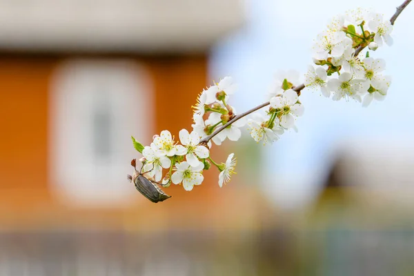 Insekt Sitzt Auf Kirschblüten — Stockfoto