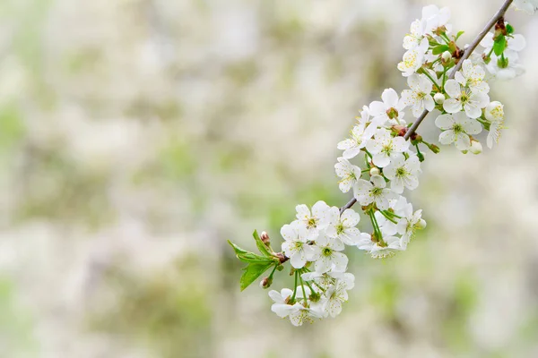 Rama Una Cereza Floreciente Concepto Para Crear Una Tarjeta Primavera —  Fotos de Stock