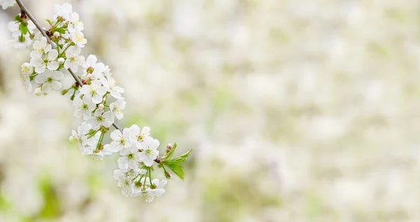 Zweig Einer Blühenden Kirsche Konzept Zur Erstellung Einer Frühlingskarte — Stockfoto