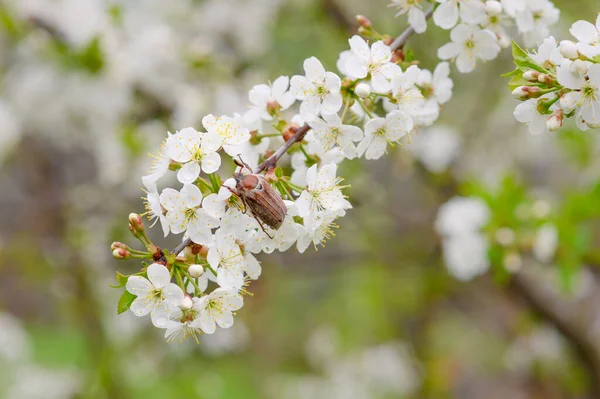 Insekt Sitzt Auf Kirschblüten — Stockfoto