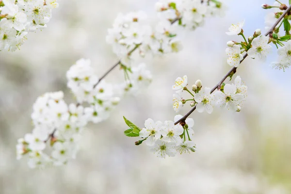 Kirschblüten Frühlingsgarten — Stockfoto