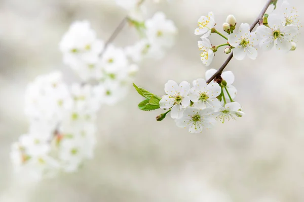 Kirschblüten Frühlingsgarten — Stockfoto