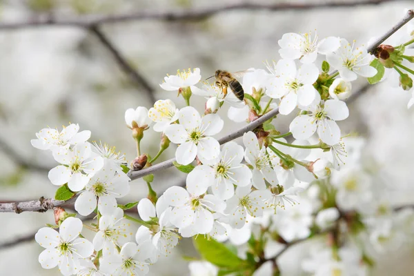 Biene Fliegt Über Kirschblüten — Stockfoto