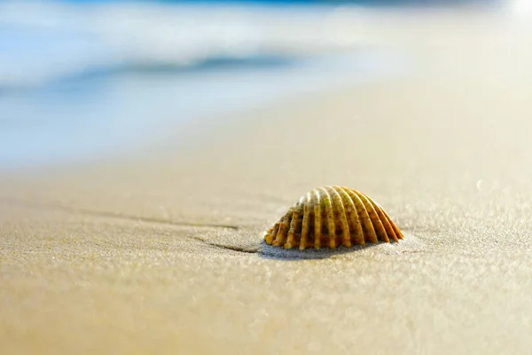 Coquillage Sur Plage Bord Mer Fond Flou — Photo