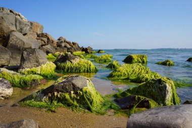 Taşların üzerinde yosun. Sakin bir sabah denizi. Temmuz 'da Yeşil Deniz.