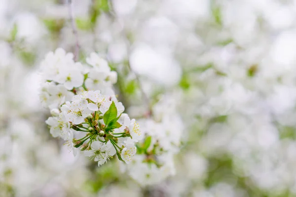 Frühlingsblumen Blühender Kirschzweig Auf Verschwommenem Hintergrund Blanko Für Postkarten — Stockfoto