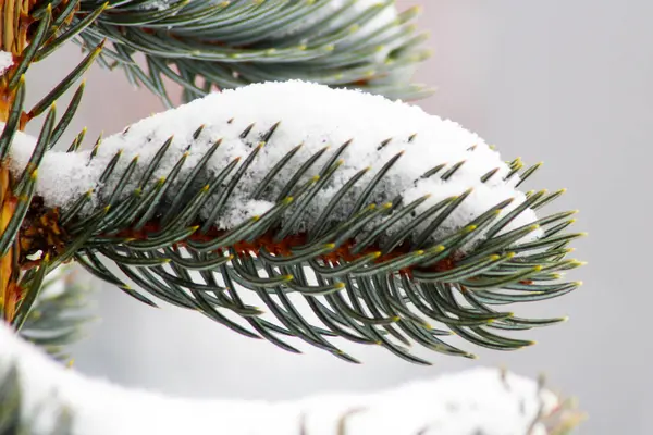 Branche de sapin dans la neige pour la nouvelle année, gros plan — Photo