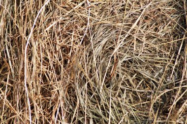 Kuru saman doku arka planının yakın çekim