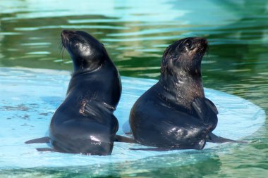 kürk mühür sahilinde dans