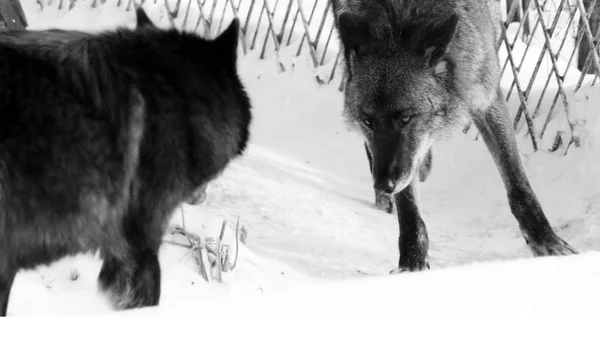 Serigala hitam Canis lupus berjalan di salju musim dingin — Stok Foto