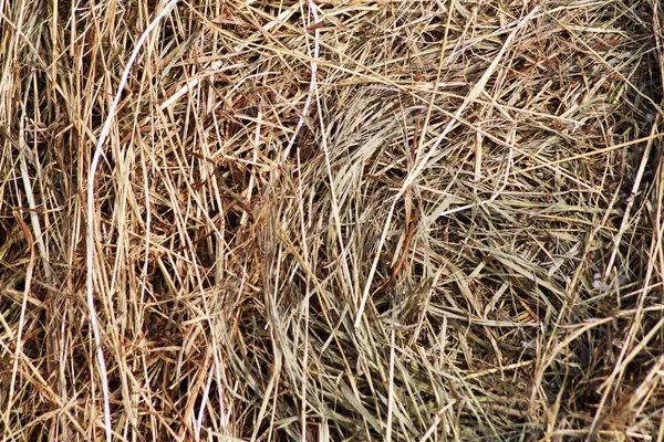 Close up of dry straw texture background — Stock Photo, Image