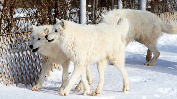 Lobos árticos blancos en invierno — Foto de Stock