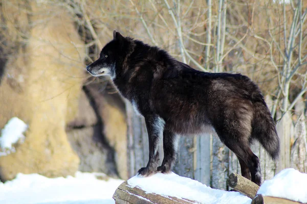 Siyah kurt Canis lupus kış karda yürüme