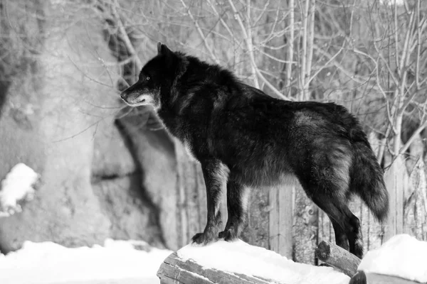 Siyah kurt Canis lupus kış karda yürüme
