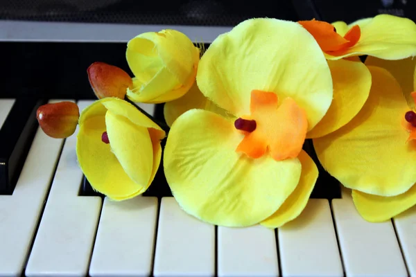 Orchidee auf dem Hintergrund des Klaviers, romantische Umgebung — Stockfoto