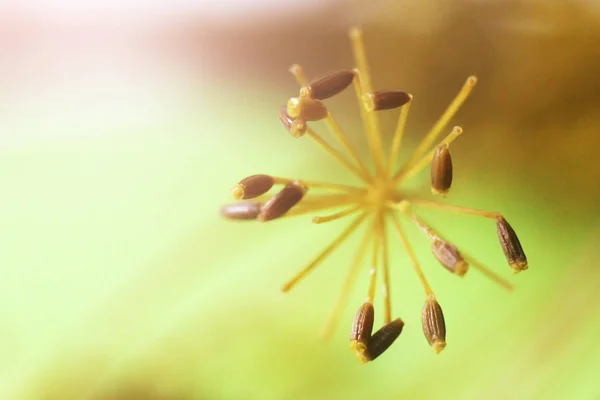自然の中で花をディル。マクロ — ストック写真