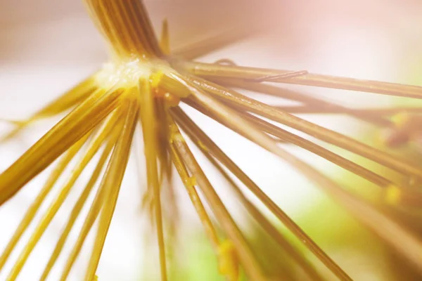 Dillblüten in der Natur. Makro — Stockfoto