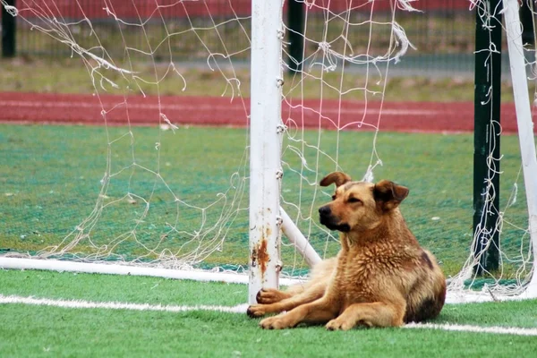 Kahverengi köpek futbol sahasında yalan — Stok fotoğraf