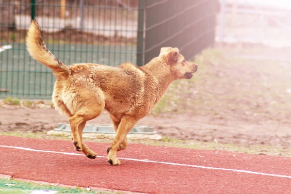 Cane marrone che cammina sul campo di calcio — Foto Stock