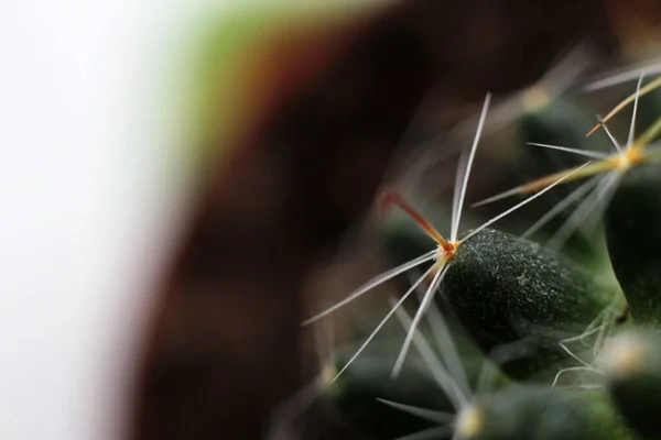 Green Cactus Living Plant Macro Spines Flower — Stock Photo, Image