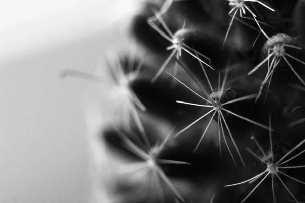 Зеленый Кактус Живое Растение Цветок Макрошипов — стоковое фото