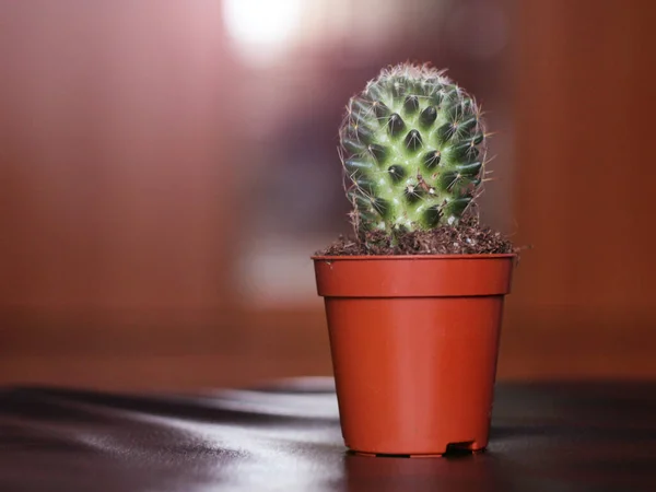 Cactus Een Pot Het Interieur Dichtbij — Stockfoto