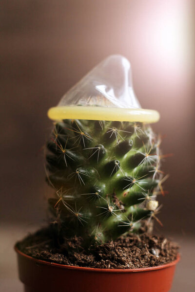 Latex condom and prickly cactus so close