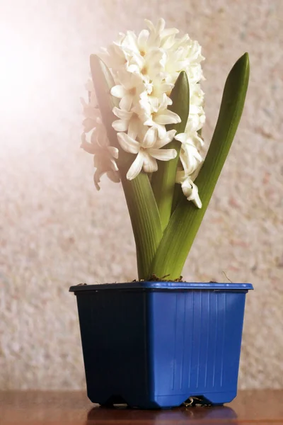 Hyacinthus Orientalis Gewone Hyacint Tuinhyacint Nederlandse Hyacint Witte Kleur — Stockfoto