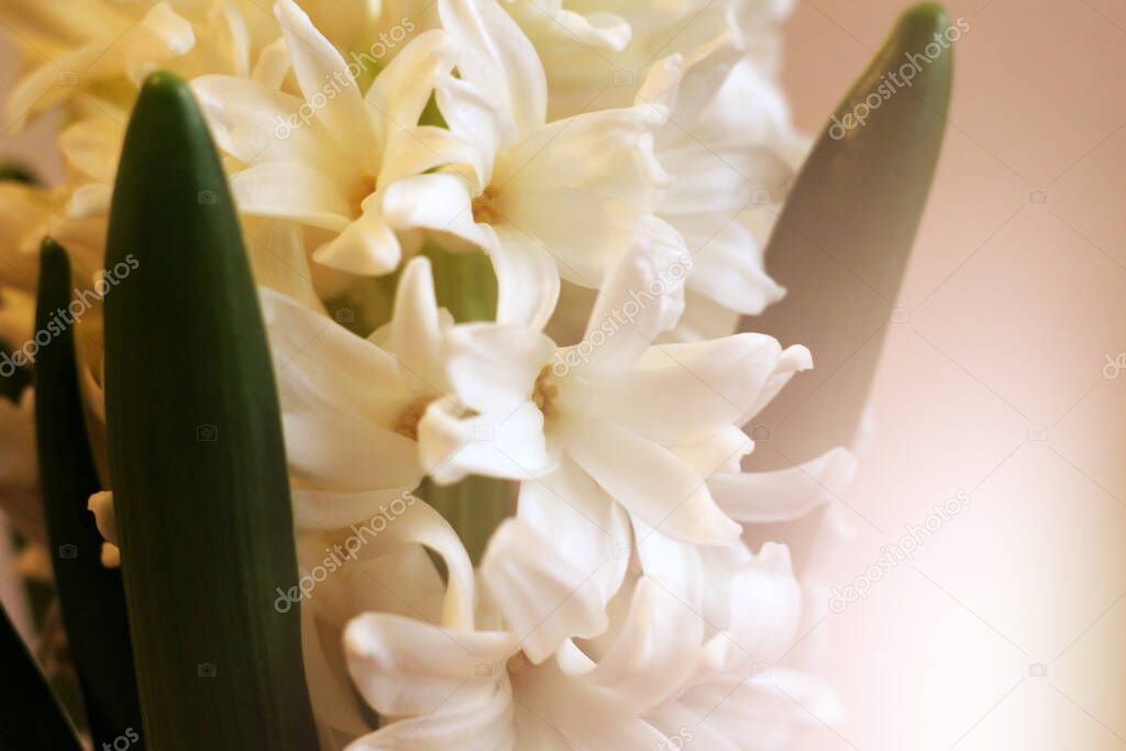 Hyacinthus orientalis common hyacinth, garden hyacinth or Dutch hyacinth , white color