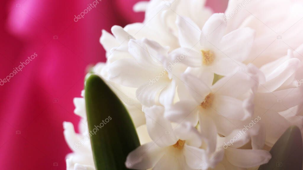 Hyacinthus orientalis common hyacinth, garden hyacinth or Dutch hyacinth , white color