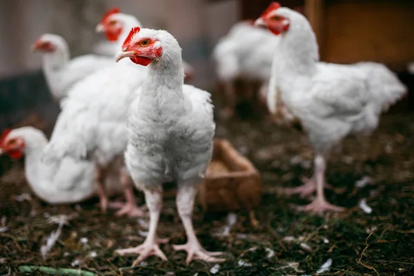 Chicken broilers. Poultry farm