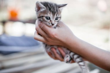 küçük şeritli yavru kedi bir ahşap masa