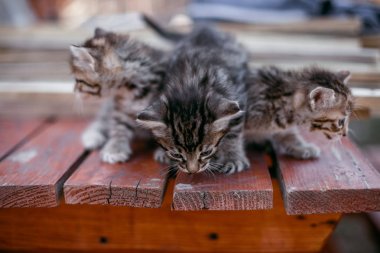 küçük şeritli yavru kedi bir ahşap masa