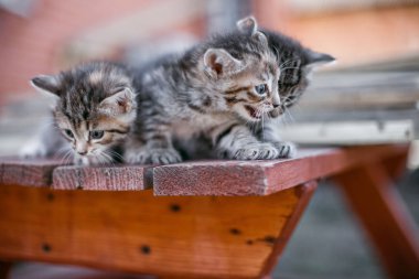 küçük şeritli yavru kedi bir ahşap masa